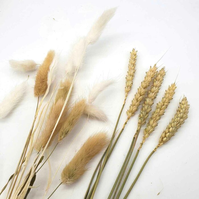 Pamapsgras für Trockenblumen Dried Flower Tür Dekoration